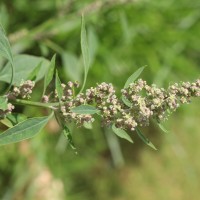 Chenopodiastrum murale (L.) S.Fuentes, Uotila & Borsch